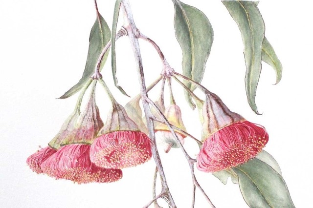 ART ON SATURDAYS: Botanical Art – Watercolour Basics