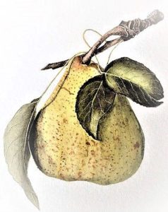 Image: Margaret Zaal, Pear, gouache on paper. Courtesy of the artist.